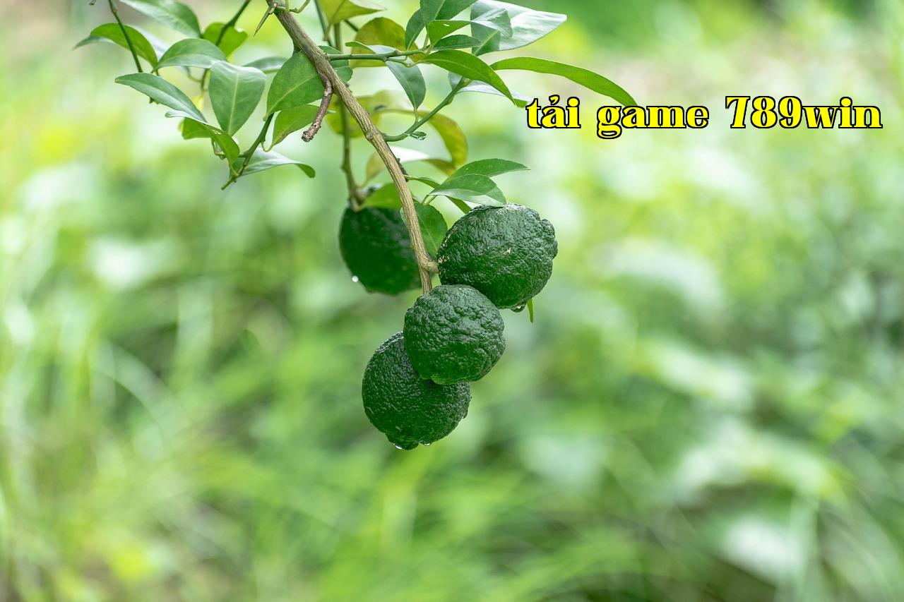 Trang cá nhân hay website độc lập? - tải game 789win